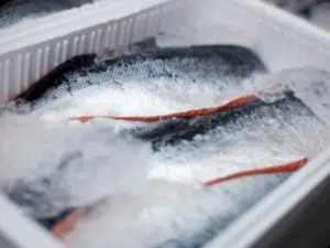 pesce fresco in un contenitore con ghiaccio